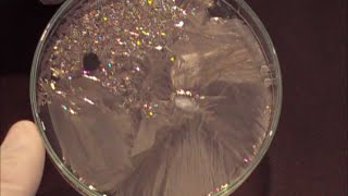 Chemistry experiment 20  Growing sodium thiosulfate crystals [upl. by Alcot544]