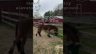 Try This Trick on Pawing Horses [upl. by Leirbaj]