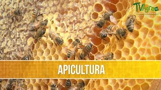 Como Desarrollar un Proyecto Apicola Artesanal  TvAgro por Juan Gonzalo Angel [upl. by Merkley477]