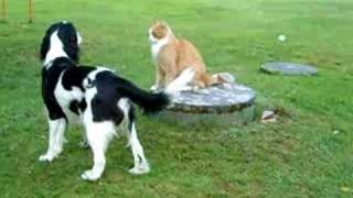 Rudi English Springer Spaniel plays with Alf the Cat [upl. by Queena286]