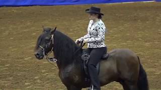 OCTANJE LA ROSA  Performance Amateur Owner stallions 7 and up [upl. by Namurt597]