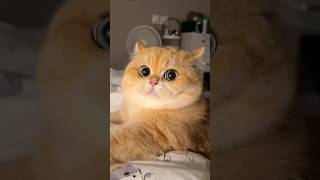 quotMesmerizing cats in action 😻✨ Watch these gorgeous felines steal the spotlight CatMagicquot video [upl. by Yentterb]