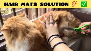 How To Remove Mats From Cat Hair  cause amp prevention of matted cat hair [upl. by Bowe]