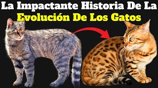 Historia Origen y Evolución de los GATOS Domésticos [upl. by Shien50]