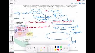 Apoptosis  Intrinsic mitochondrial pathway Pathology 8  First Aid USMLE Step 1 in UrduHindi [upl. by Oinolopa]