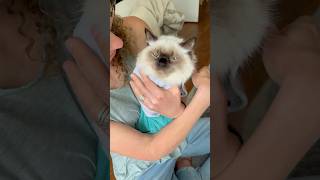 Cute kitten eager to be swaddled kitten catcare purrito [upl. by Guillermo]