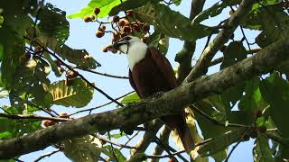 Three wattled Bellbird  Procnias tricarunculatus  Pájaro campana [upl. by Ysied]