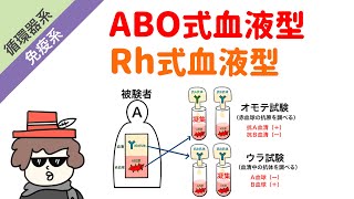 ABO血液型とRh血液型をイラストで解説 [upl. by Bullock]