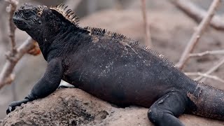 How Marine Iguanas are Surviving Climate Change  BBC Earth [upl. by Ynoffit]