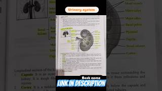 URINARY SYSTEM ANATOMY PHYSIOLOGY NOTES🤞urinarysystem shorts [upl. by Meekar]