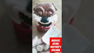 Maddog eating Werthers original ASMR satisfying youtubeshorts trending viralvideo shorts short [upl. by Matta432]