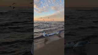 Beach sounds with seagulls sound of birds and waves for relaxing  beach [upl. by Jutta]