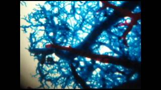 BLOOD VESSELS ARTERIOLES AND VENULES [upl. by Ameluz]