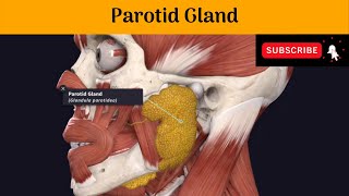 Parotid Gland  Parotid mould or Bed  Parts  Relations  Blood supply  Secretomotor Pathway [upl. by Eerok278]