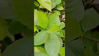 aparajita plant ☘️ blooming for November ❤️❤️❤️❤️☘️💐💐💐 comedy funny fun [upl. by Aradnahc205]