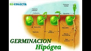 🌲 GERMINACION HIPOGEA EL PROCESO SUBTERRANEO DE CRECIMIENTO DE LAS PLANTAS [upl. by Aikit506]