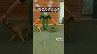 How the k9 dogs are trainedk9dogsgermanshepherd k9malinoisprince43 [upl. by Terrag]