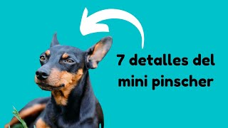 7 CARACTERÍSTICAS del PINSCHER MINIATURA 🐕🐕 [upl. by Ronile115]