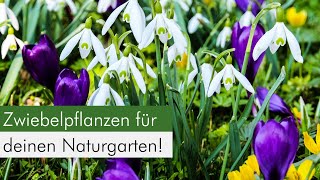 Zwiebelpflanzen im Naturgarten Eine ökologische Bereicherung für Insekten [upl. by Salem]