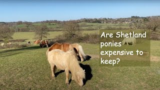 Are Shetland Ponies expensive to keep TV Episode 370 [upl. by Gorrian]