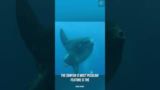 The slowest fish in the world the sunfish [upl. by Gannie266]