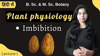 Plant physiology  Imbibition  Botany  B Sc amp M Sc [upl. by Ennaihs]