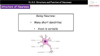 A Level Biology  5132  Structure and Function of Neurones [upl. by Yurt]