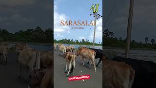 Sarasalai சரசாலை [upl. by Hilaria]