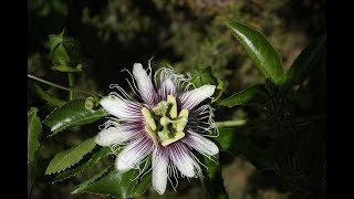 Passion Flower Opening amp Closing [upl. by Akener217]