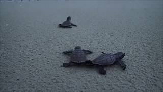 Hawksbill sea turtle hatchlings making their way to sea [upl. by Elsie302]