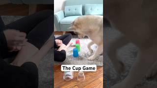 The Cup Game  Mental Stimulation Activity for Dogs [upl. by Editha]