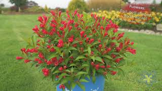 Meet Crimson Kisses Weigela [upl. by Alexander]