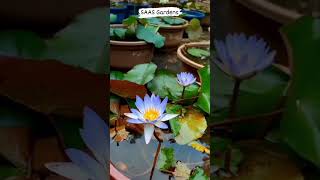 Micrantha blue🩵🩵🩵waterplants waterlily garden plantslover plants song gardenflowerplants [upl. by Aivil488]