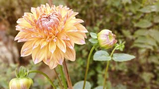 subscribeflower  Gardens dahlia flower growingwinter flowershow to grow dahlia flower [upl. by Airdnaxela584]