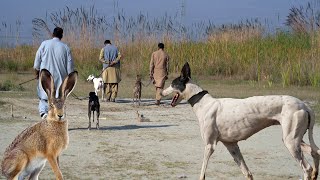 Hare Hunting with Greyhounds In Pakistan  Film about Greyhound vs Hare  Galgos ExplorePotohar [upl. by Prestige]