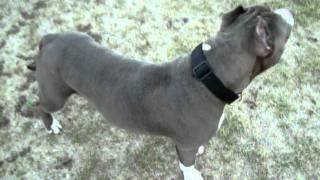 A Blue Nose Pitbull at 9 months [upl. by Ylla]