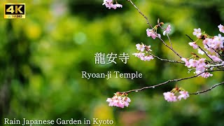 【 Ryoanji Temple 】🇯🇵☔️Rain Japanese Garden in Kyoto The sound of rain [upl. by Halbert656]