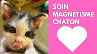 SOIN DE MAGNETISME CHAT QUI RONRONNE ❤️❤️❤️ magnetisme chat bienetre relaxation reiki asmr [upl. by Fredi]