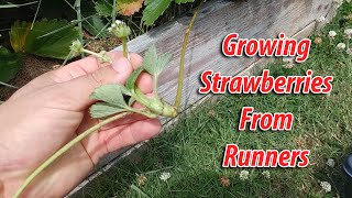 How To Grow Strawberries From Runners  Tips and Tricks 2019 [upl. by Ortiz36]