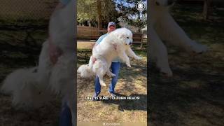 Great Pyrenees 💖 Legendary Gentle Giants [upl. by Ahsiral]