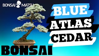 Blue Atlantic Cedar Bonsai Maintenance and Shaping [upl. by Genni327]