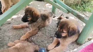 Ellas seven puppies I Adoption of Dogs from Bosnia [upl. by Kwasi]