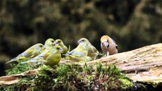 dzwońce i grubodziób  european greenfinches and hawfinch [upl. by Arised]