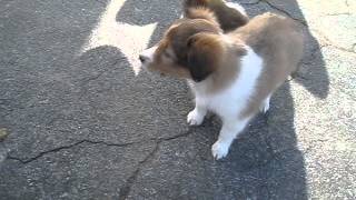 Sheltie puppies for sale [upl. by Acnayb875]