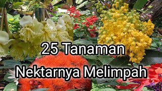 25 Tanaman Penghasil Nektar Terbanyak  Kesukaan LebahKlancengKelulut pakanlebah Kelulut [upl. by Hayley45]