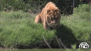 Levi the Liger the Second Largest Cat in the World Tiger King Joe Exotic [upl. by Gladys]