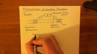 Metabotropic Glutamate Receptors Part 1 [upl. by Cirtemed810]