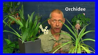 Orchidee Oncidium in Lechuza Topf einpflanzen Die Entwicklung nach 8 Tagen Pflege der Orchideen [upl. by Elicia]