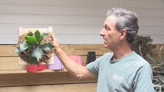 How to Mount a Staghorn Fern Platycerium bifurcatum [upl. by Priscella]