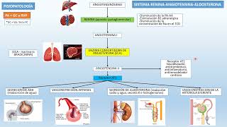✅✅SISTEMA RENINAANGIOTENSINAALDOSTERONA Repaso Rápido [upl. by Sidoeht]